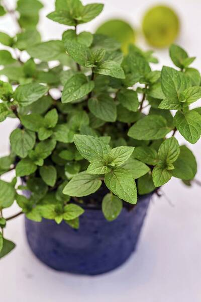 Fichier:Menthe esp.jpg
