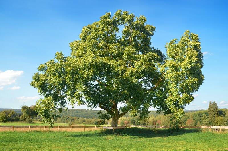 Fichier:Noyer esp.jpg
