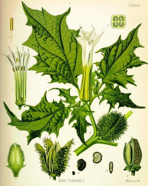 Fichier:Datura.jpg