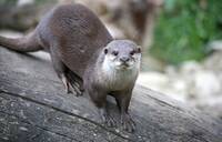 Loutre.jpg}}