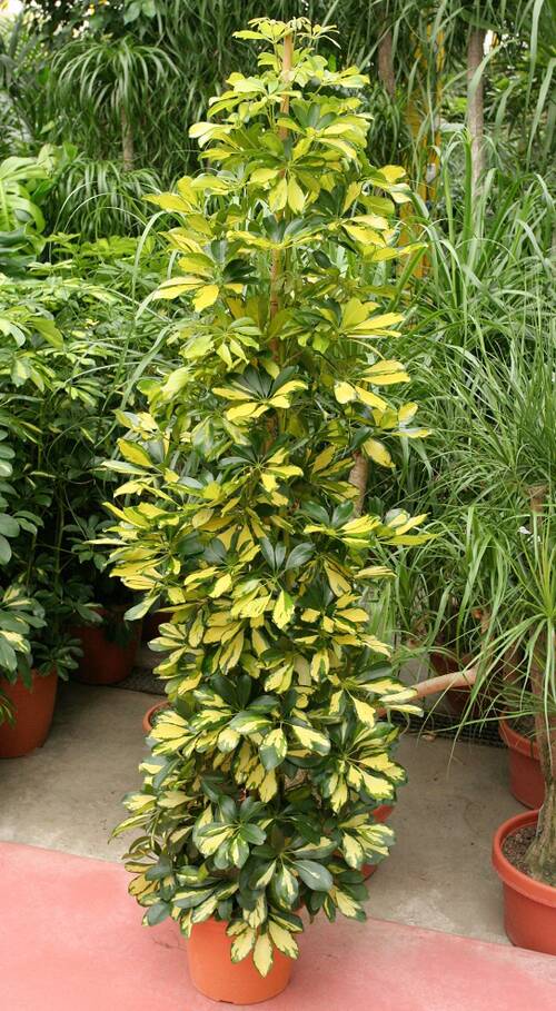 Schefflera.jpg