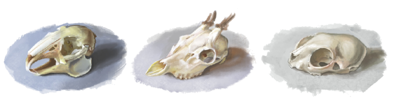 Fichier:Cendre crânes.png