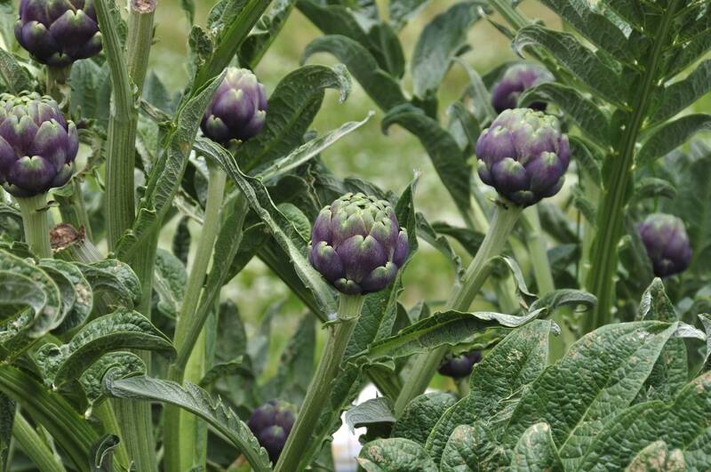Fichier:Artichautviolet esp.jpg