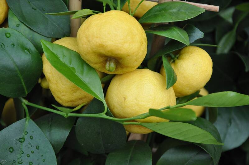 Fichier:Limonettefruit esp.jpg