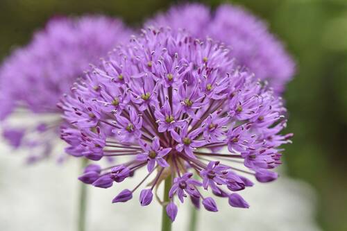 Allium.jpg