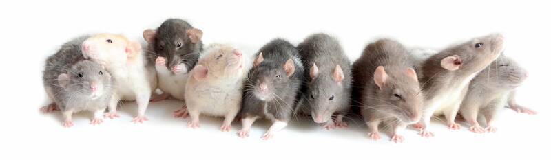 Fichier:Rat esp.jpg