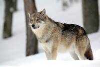 Loup2.jpg}}