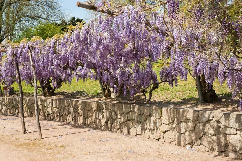 Fichier:Glycine esp.jpg