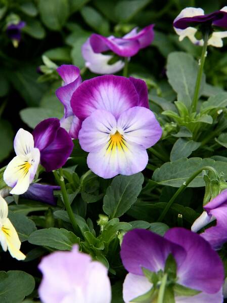 Fichier:Violette esp.jpg