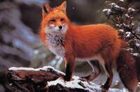 Renard.jpg}}