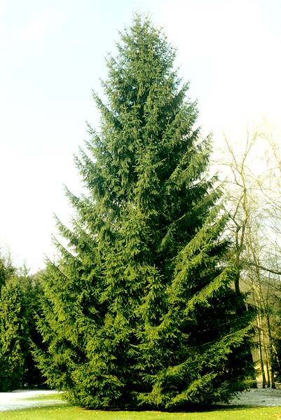 Fichier:Sapin esp.jpg