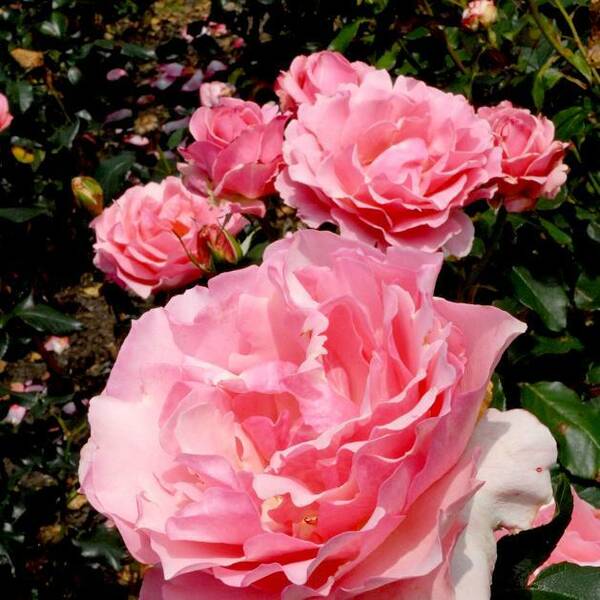Fichier:Rosebalconière esp.jpg