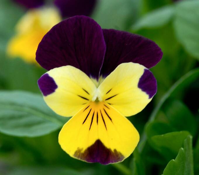 Fichier:Violettecornue esp.jpg