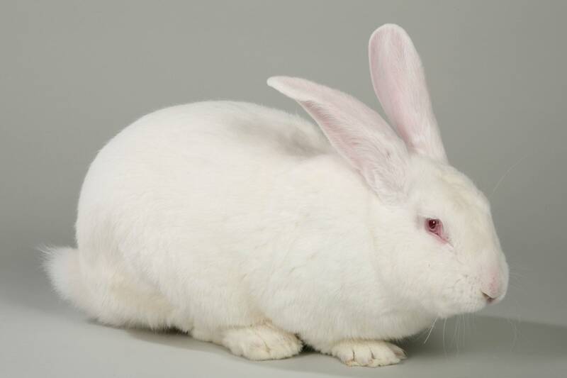 Fichier:LapinBlanc.jpg