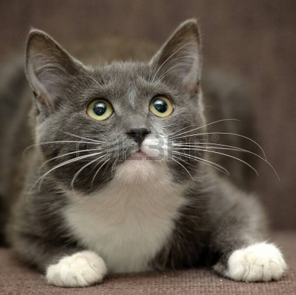 Fichier:Chat gris et blanc.jpg