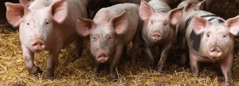 Fichier:Cochon esp.png