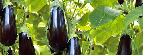 Aubergineespe.jpg