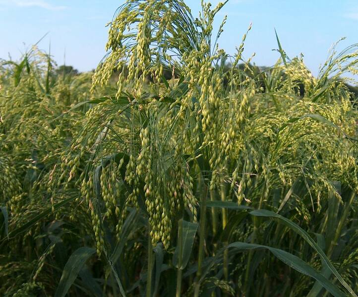 Fichier:Millet esp.jpg