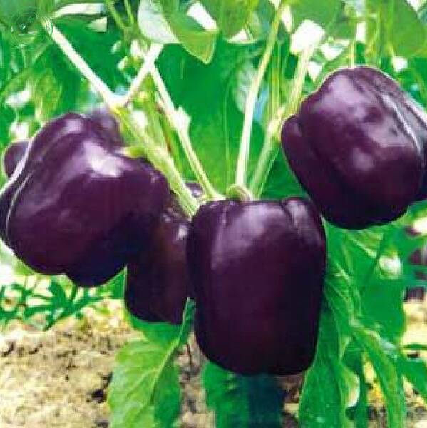 Fichier:Poivronviolet esp.jpg
