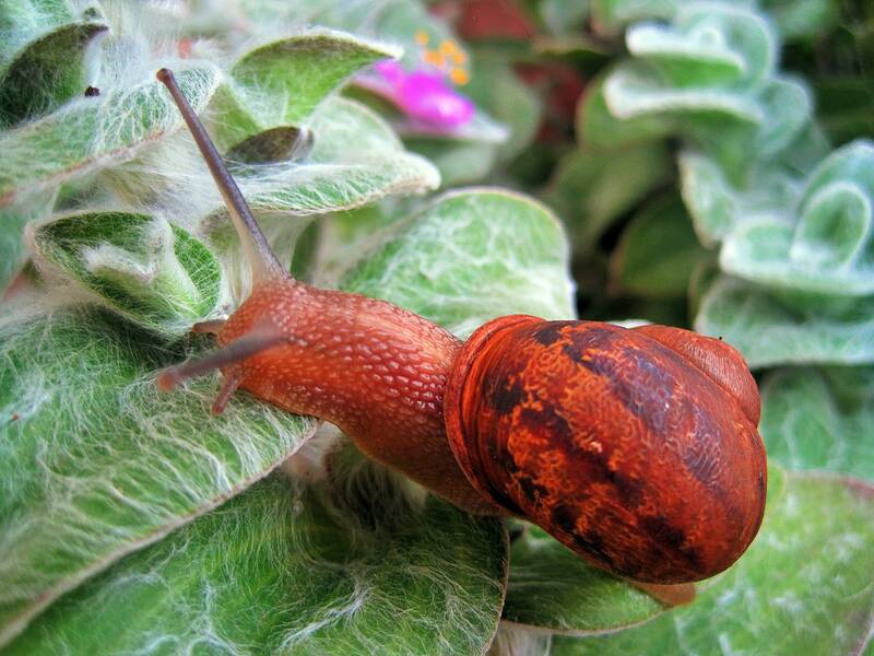 Fichier:Escargot3.jpg